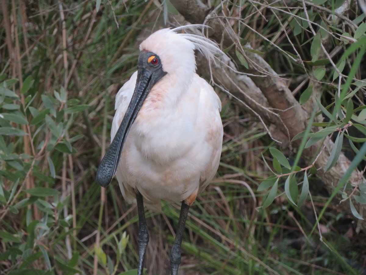 Косар королівський - ML647045183