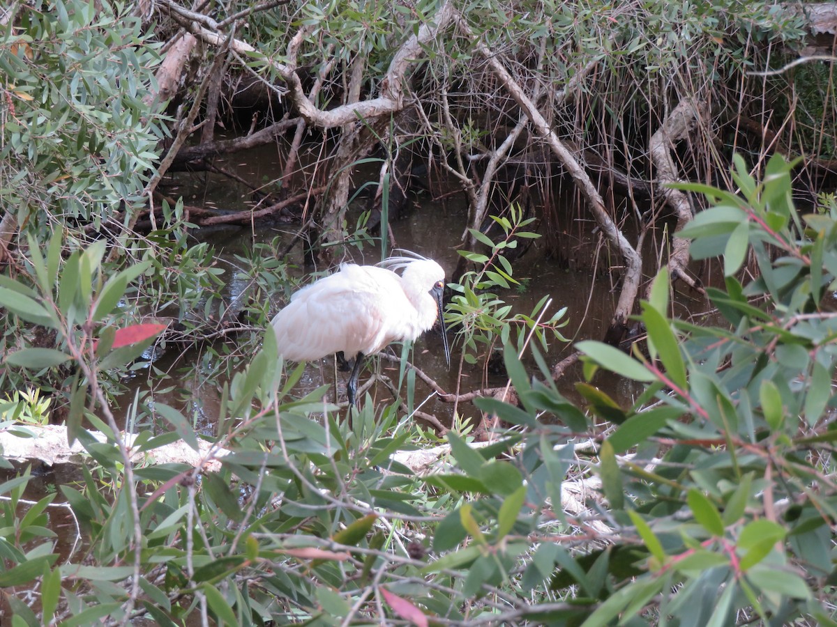 Косар королівський - ML647045184