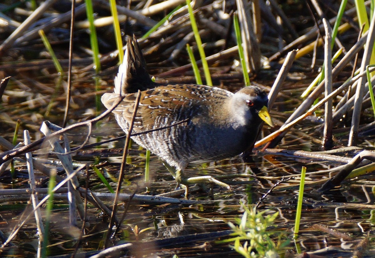 chřástal karolínský - ML647045188