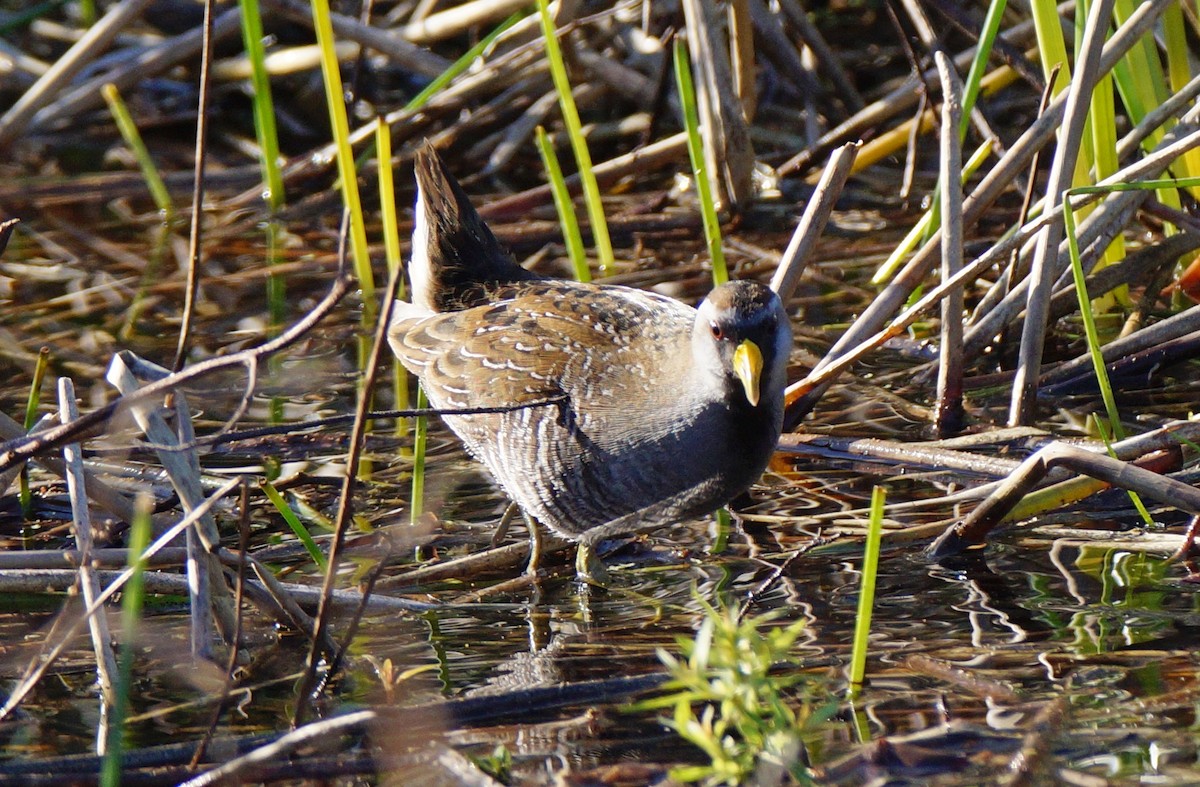 chřástal karolínský - ML647045189