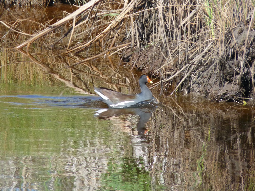 Common Gallinule - ML647045191