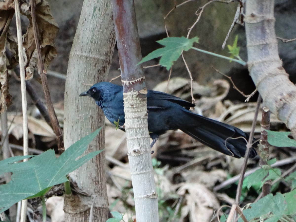 drozdec modrý - ML647045195