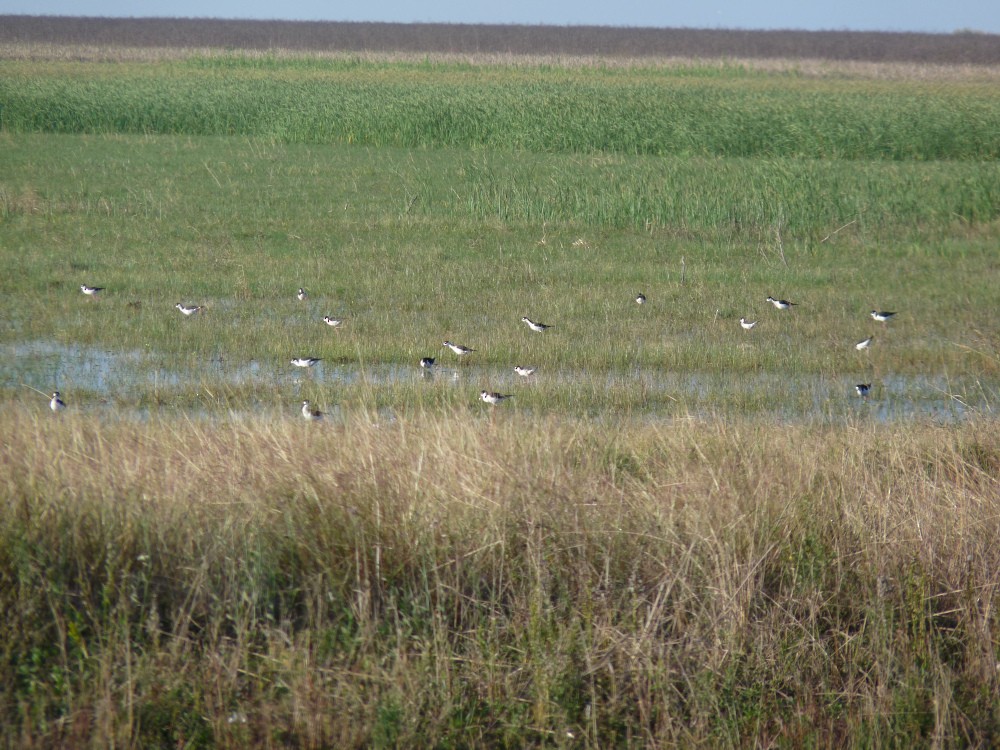 Black-necked Stilt - ML647045203
