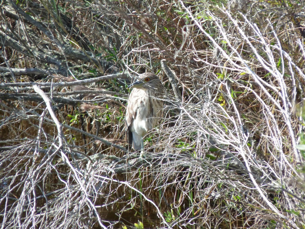 Black-crowned Night Heron - ML647045213