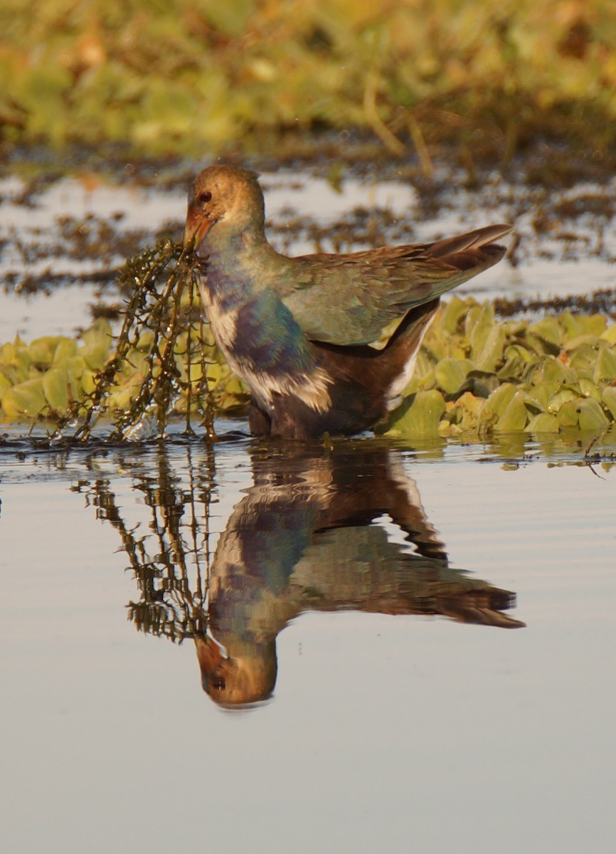 slípka žlutonohá - ML647045215