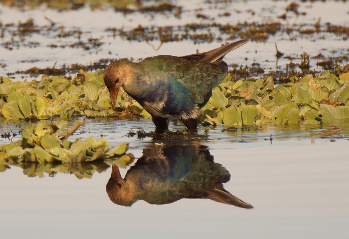 slípka žlutonohá - ML647045216
