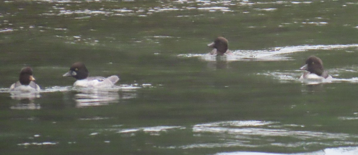 Common Goldeneye - ML647045217