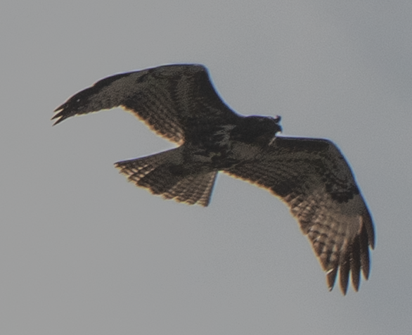 Red-tailed Hawk - ML647045218