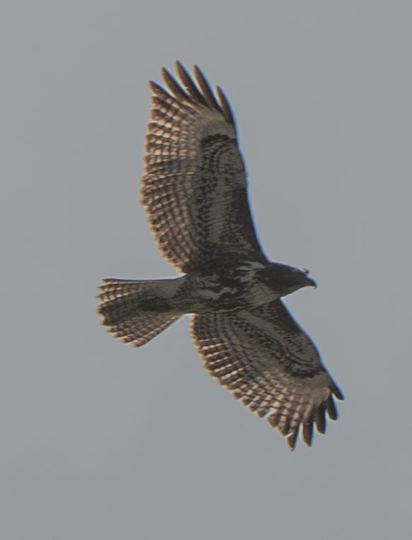 Red-tailed Hawk - ML647045219