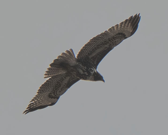 Red-tailed Hawk - ML647045220