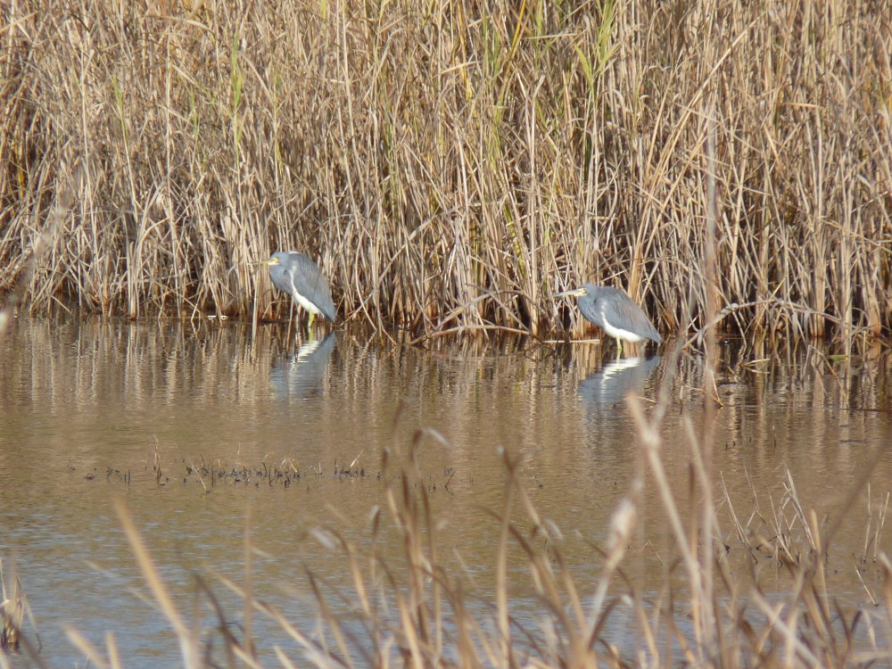 Tricolored Heron - ML647045222
