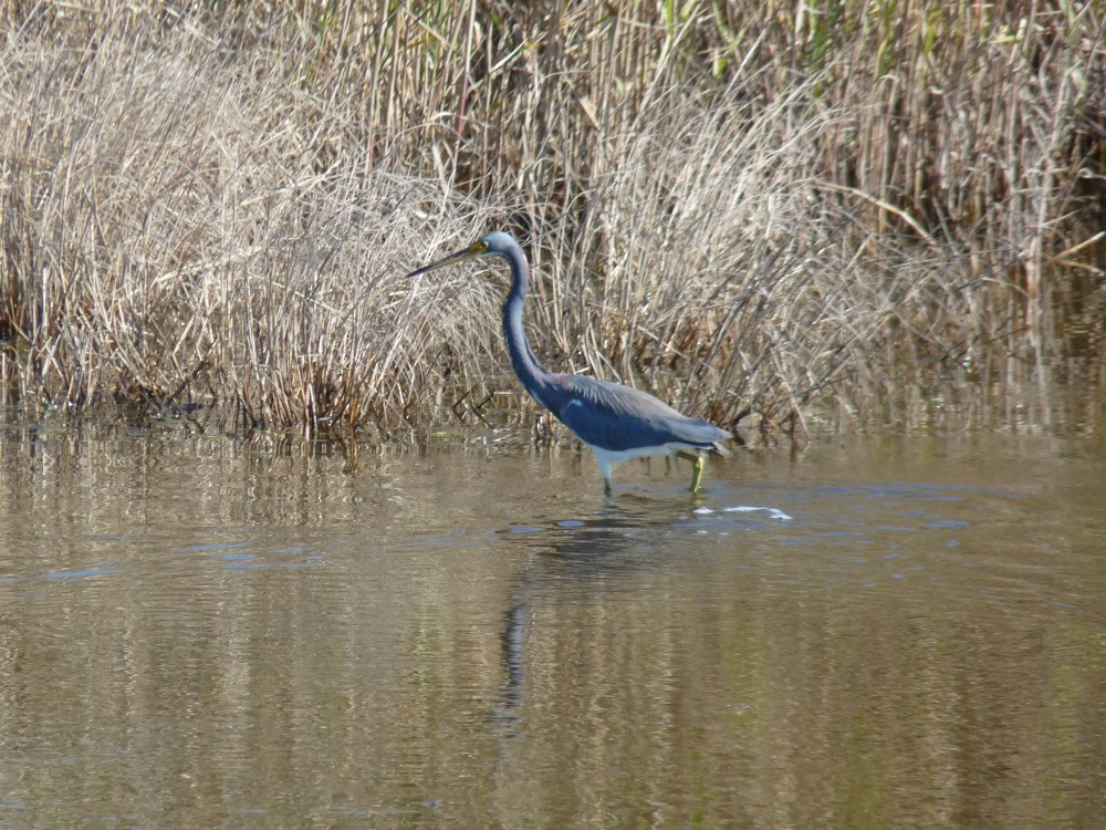Tricolored Heron - ML647045223