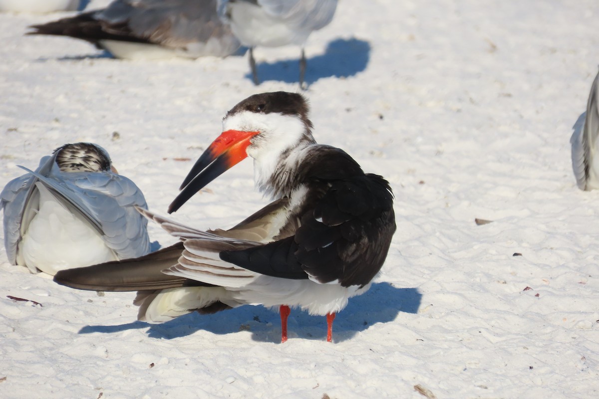 Black Skimmer - ML647045231