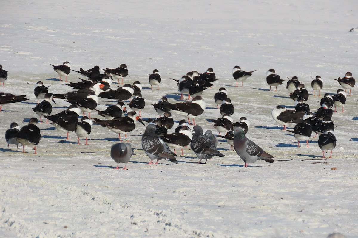 Black Skimmer - ML647045232