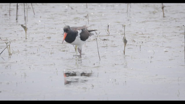 Pied Oystercatcher - ML647045233