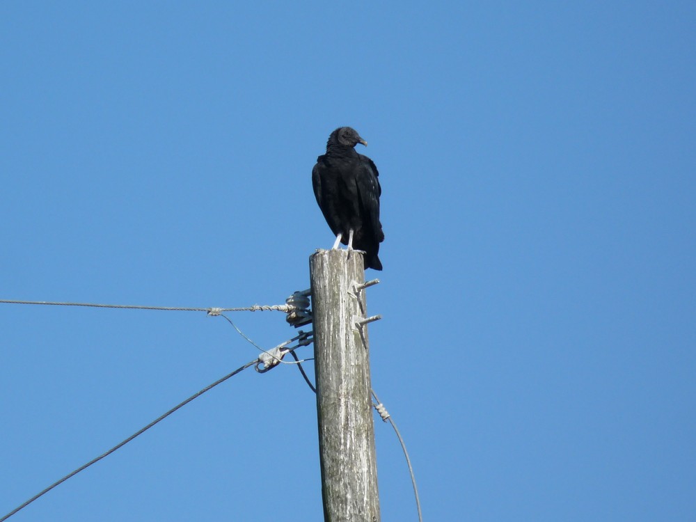 Black Vulture - ML647045235