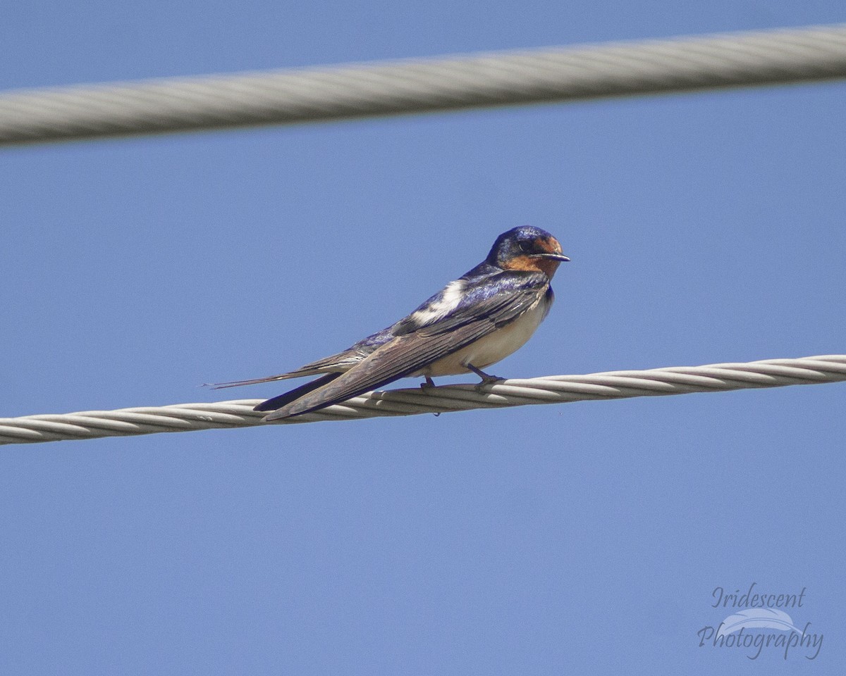 vlaštovka obecná - ML647045242