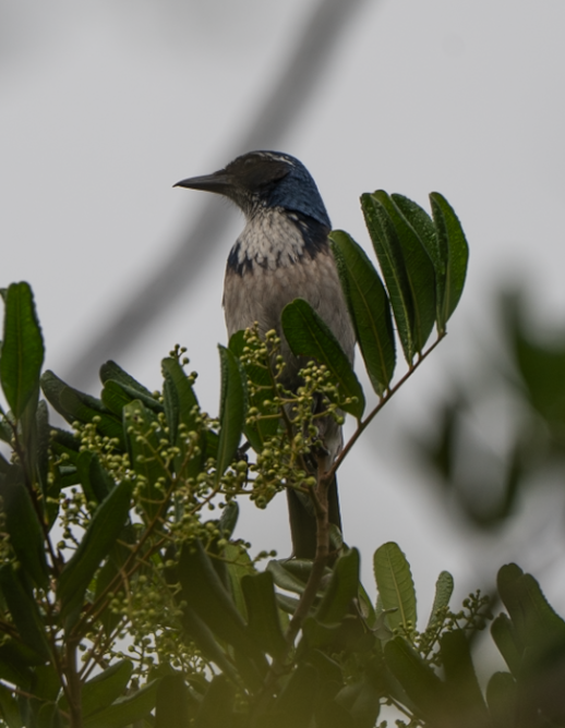 Chara Californiana - ML647045243