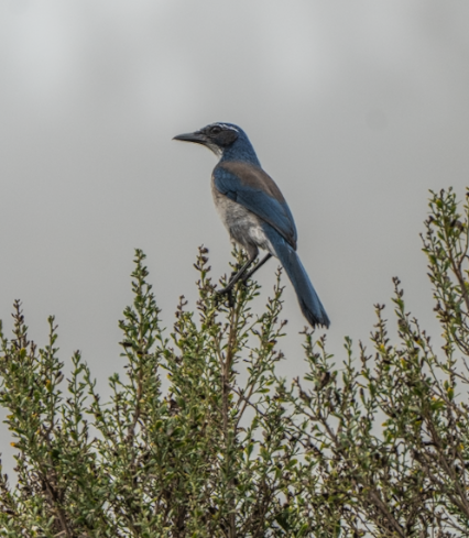 Chara Californiana - ML647045244