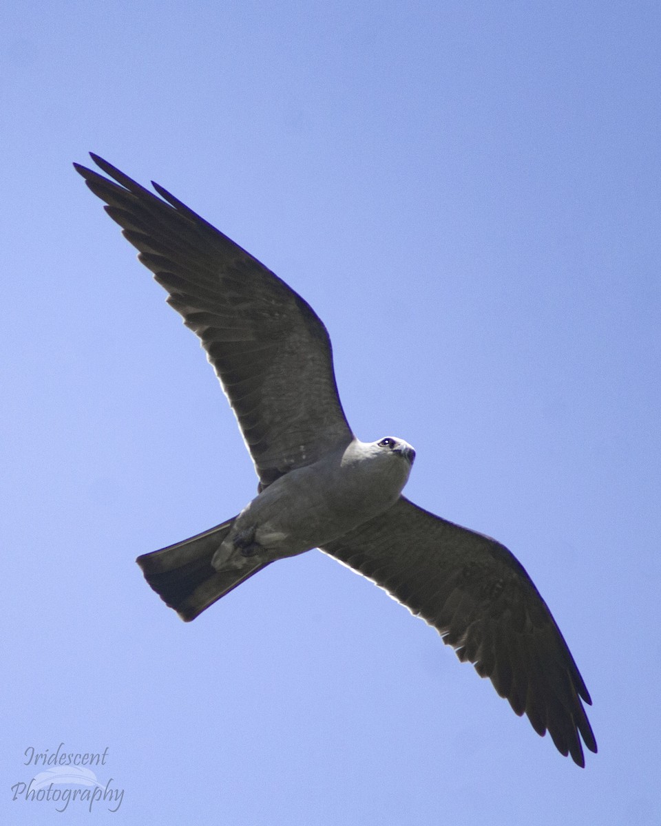 Milan du Mississippi - ML647045249