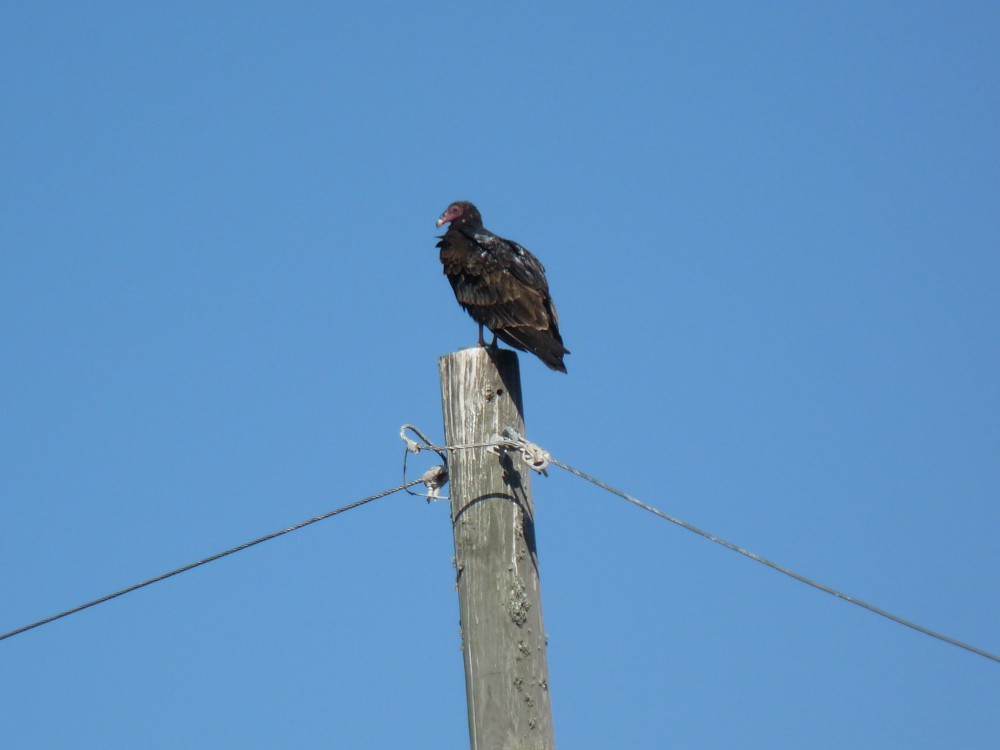 Turkey Vulture - ML647045250