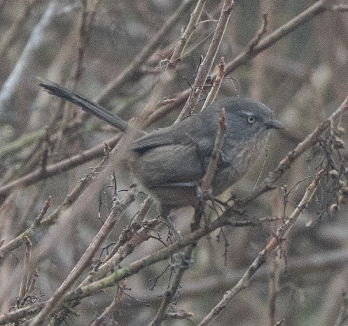 Wrentit - ML647045255