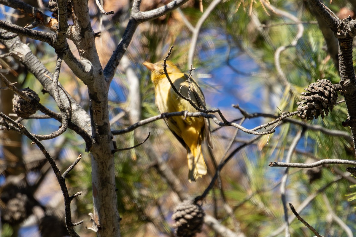Summer Tanager - ML647045257
