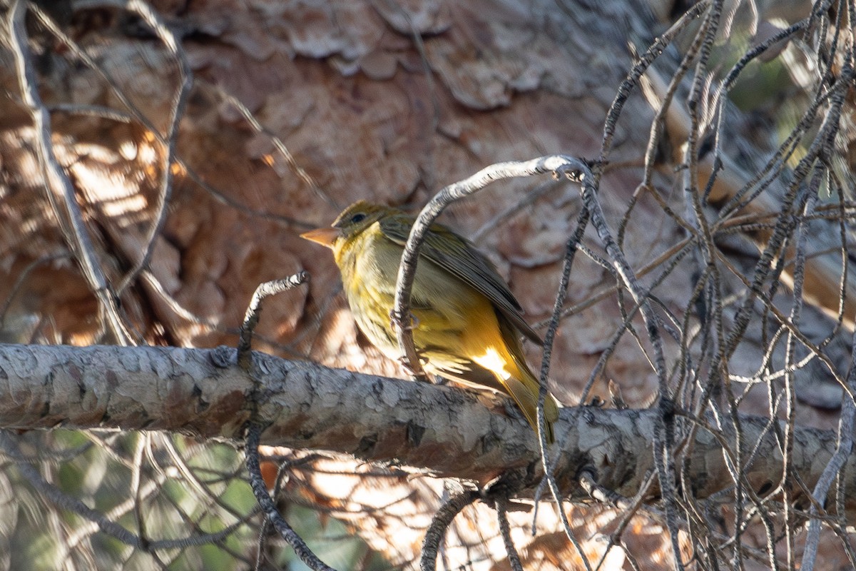 Summer Tanager - ML647045259