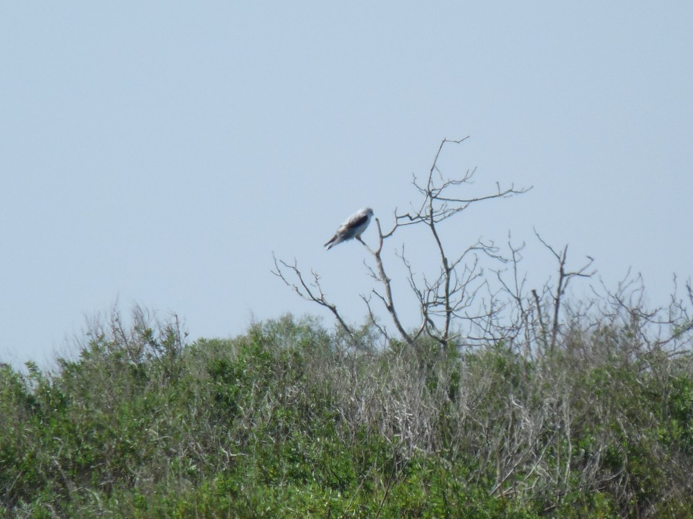 White-tailed Kite - ML647045264
