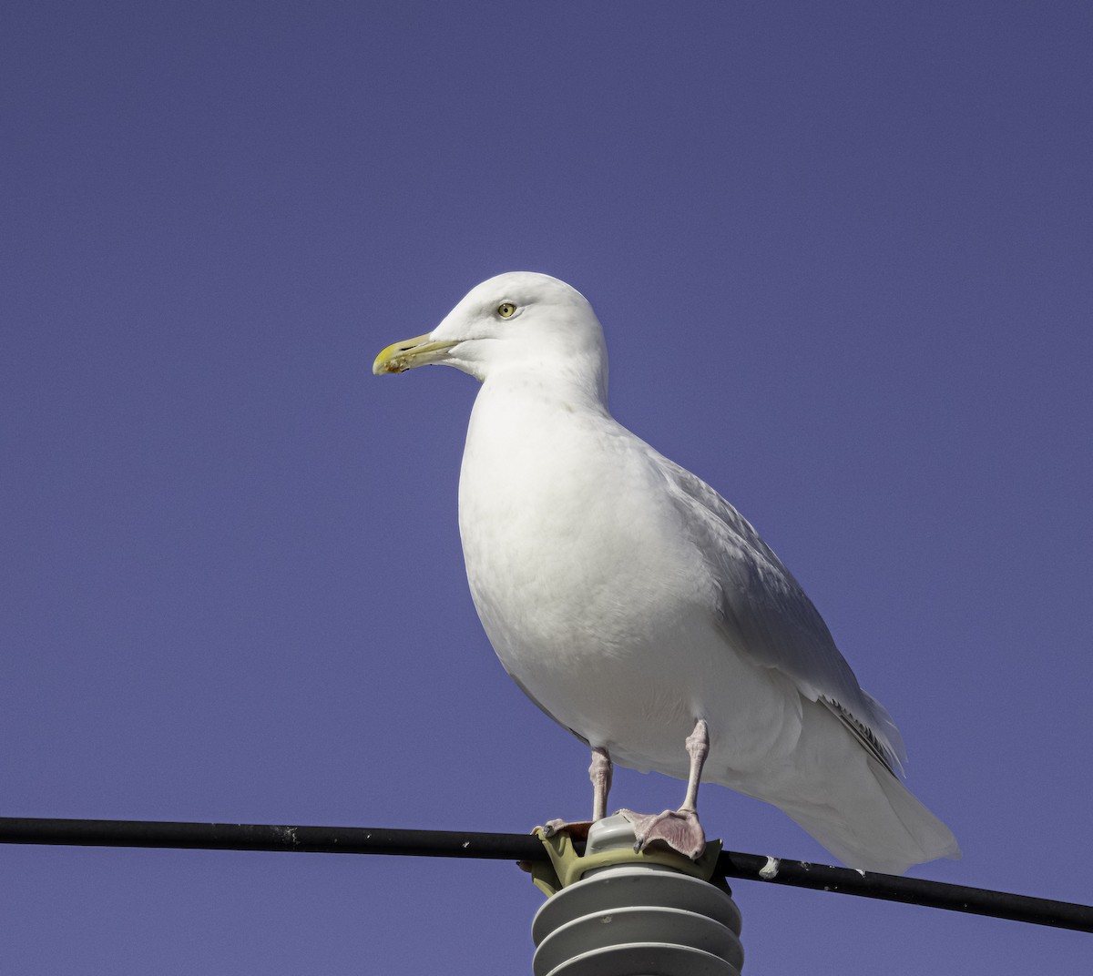 Glaucous Gull - ML647045265