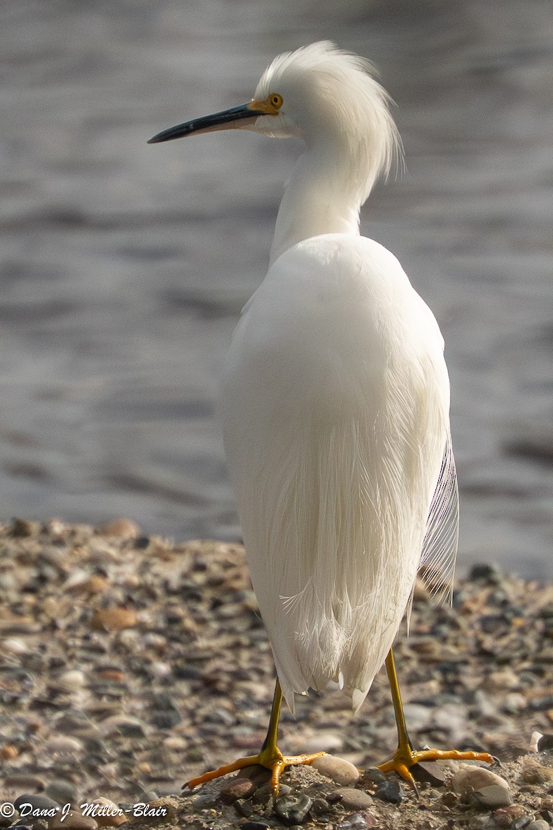 Karbeyaz Balıkçıl - ML647045270