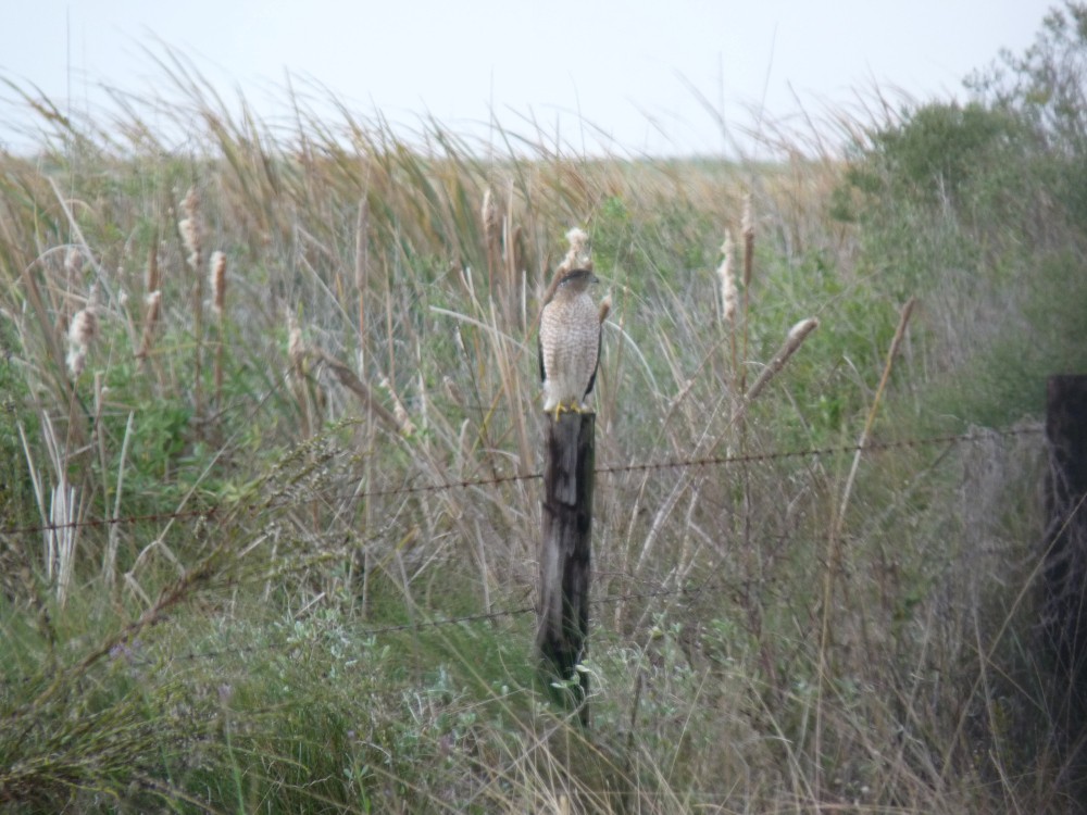 Cooper's Hawk - ML647045273