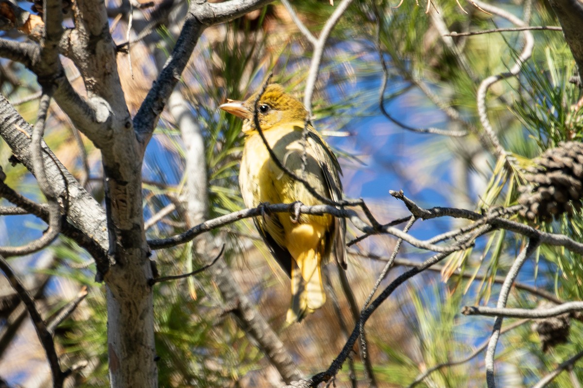 Summer Tanager - ML647045275