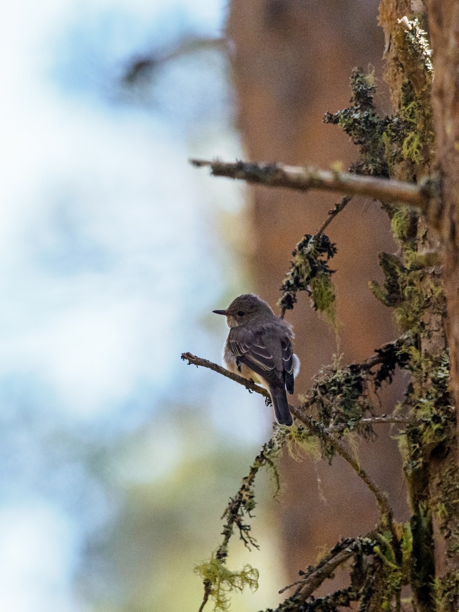 Spotted Flycatcher - ML647045276