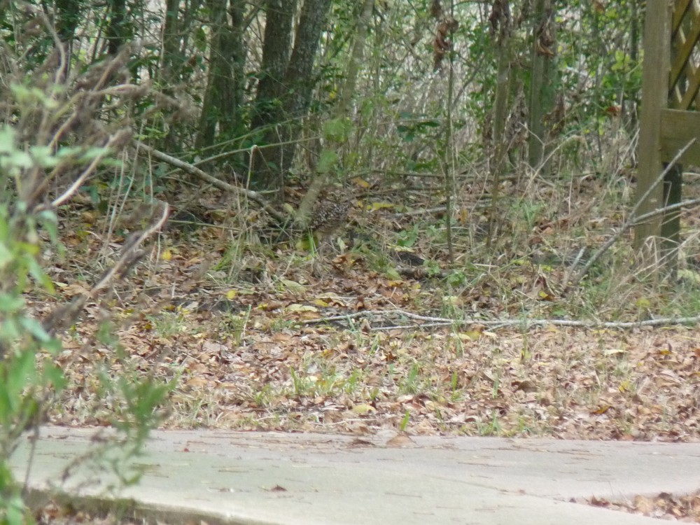 Burrowing Owl - ML647045293