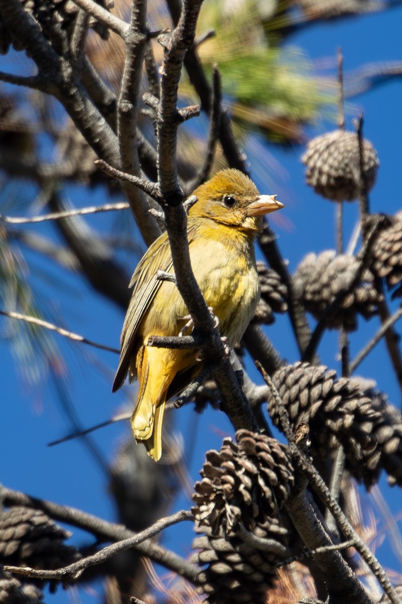 Summer Tanager - ML647045296
