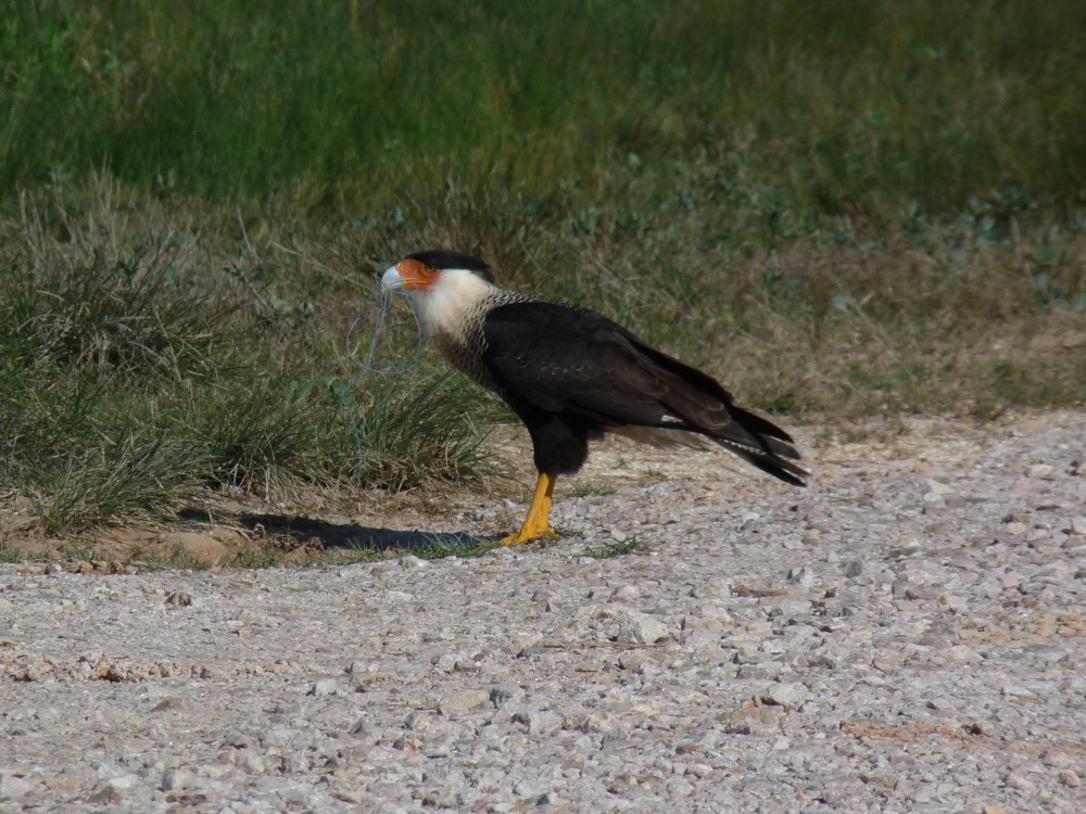 Crested Caracara - ML647045300