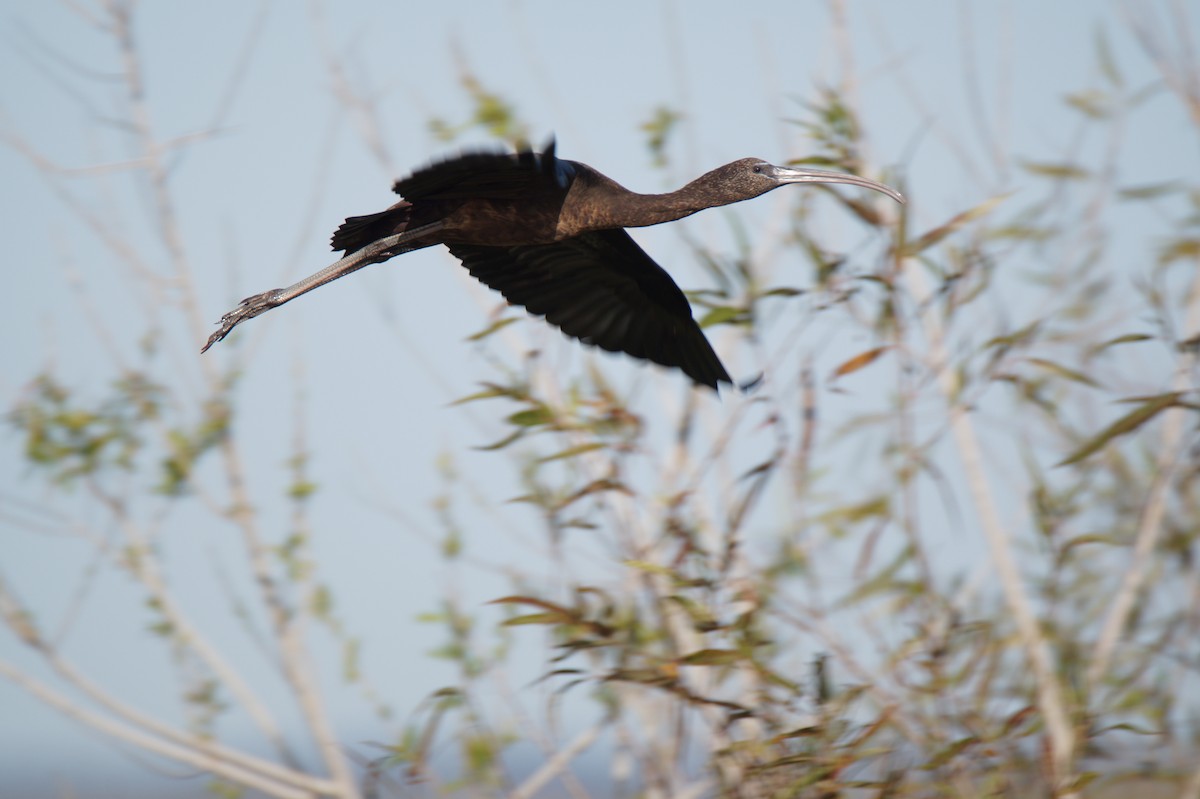 ibis hnědý - ML647045304