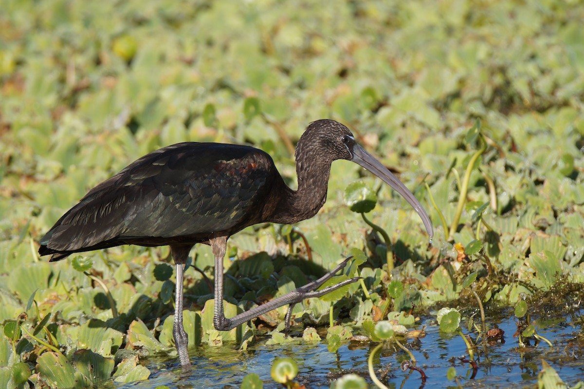 ibis hnědý - ML647045305