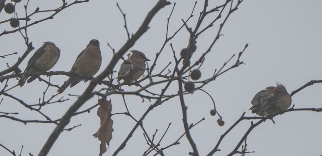 ヒメレンジャク - ML647045308