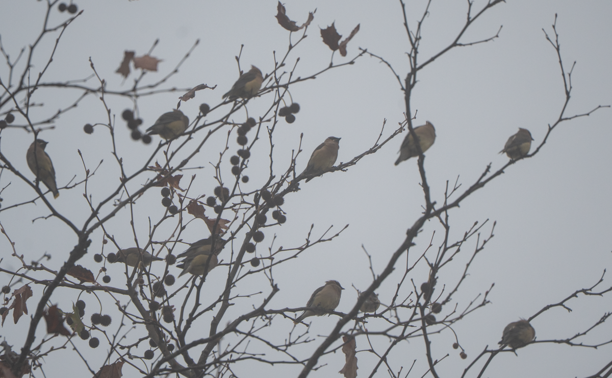 ヒメレンジャク - ML647045309