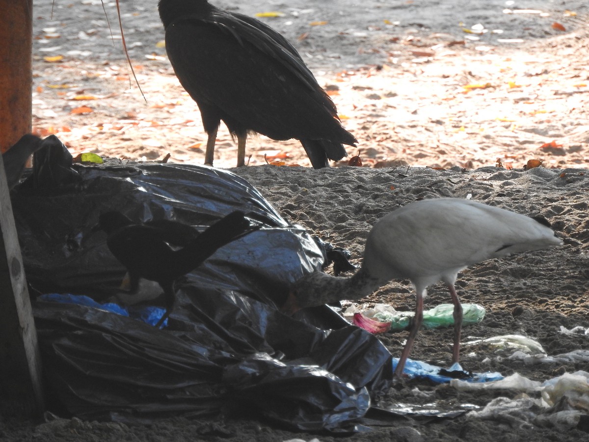 White Ibis - ML647045312