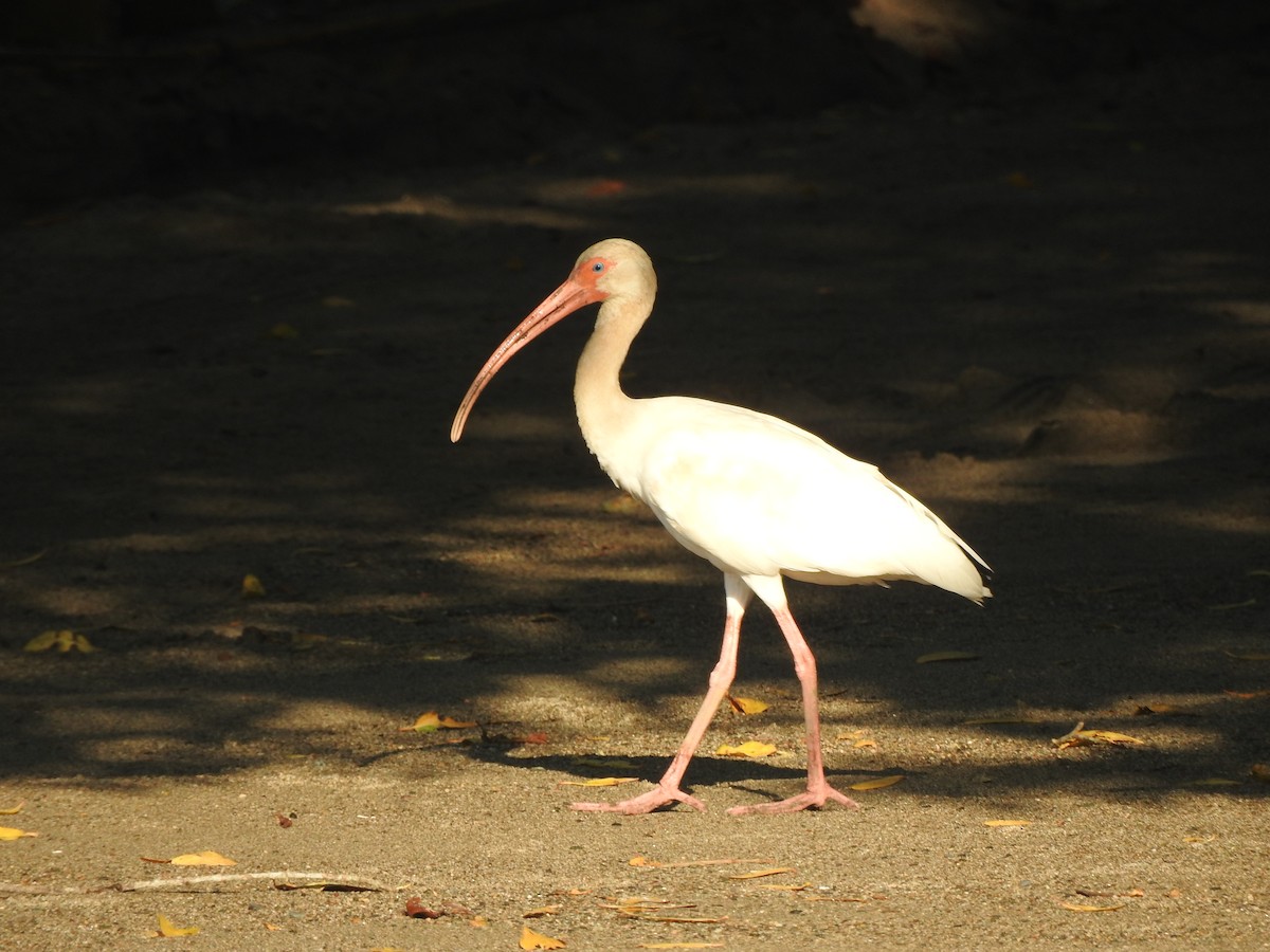 White Ibis - ML647045314