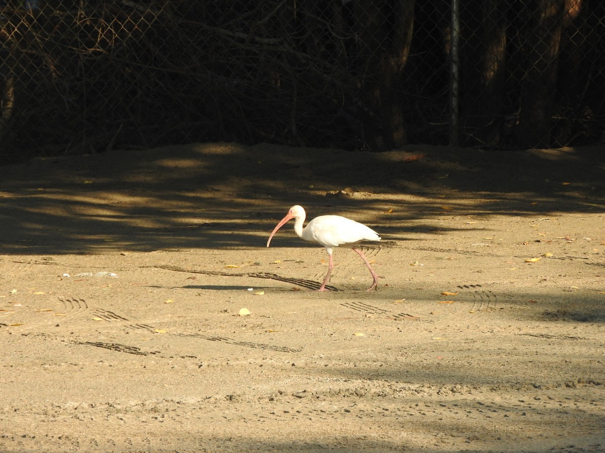 White Ibis - ML647045315