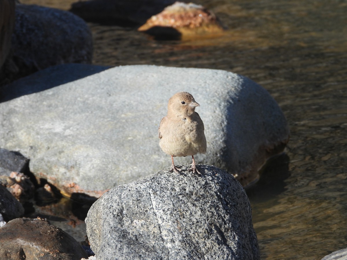 Greater Yellow-Finch - ML647045319