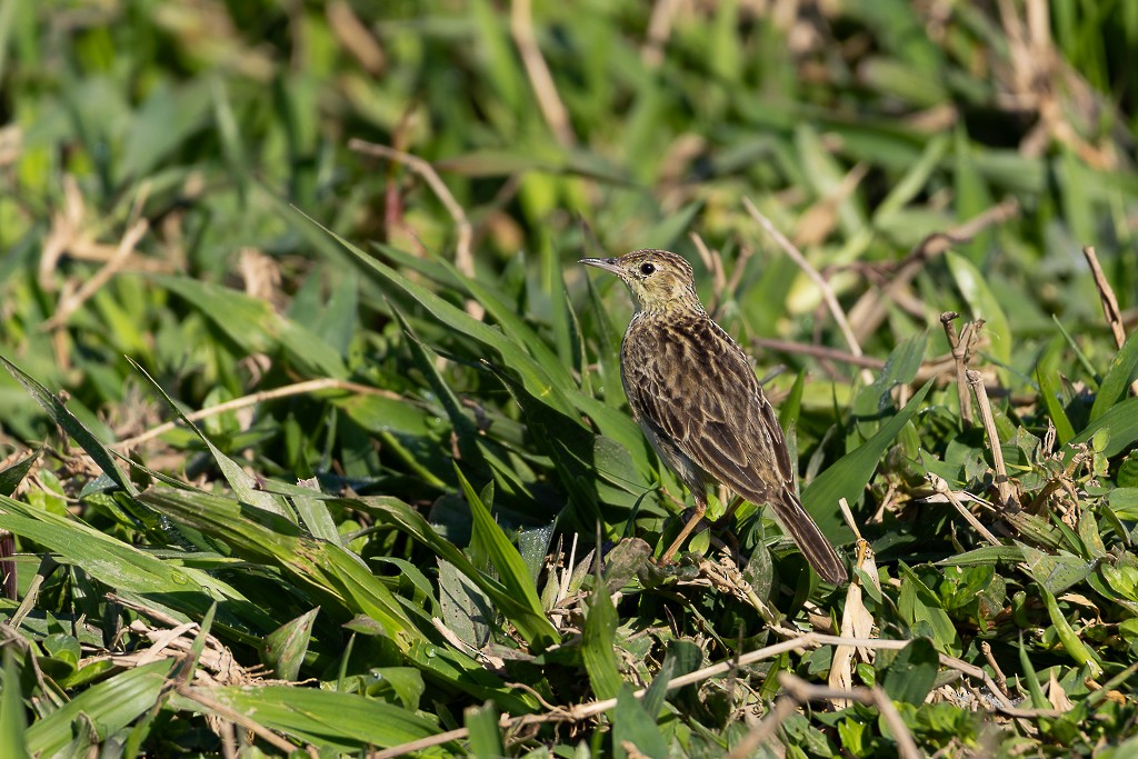 Yellowish Pipit - ML647045321
