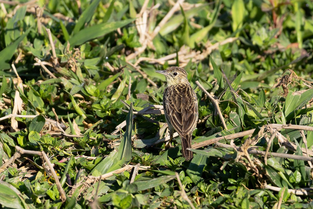 Yellowish Pipit - ML647045322