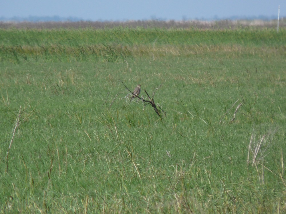 Merlin - ML647045327