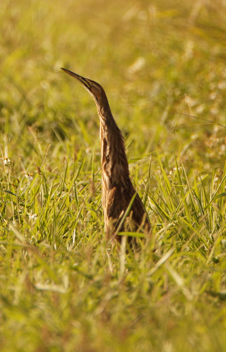 bukač severoamerický - ML647045361