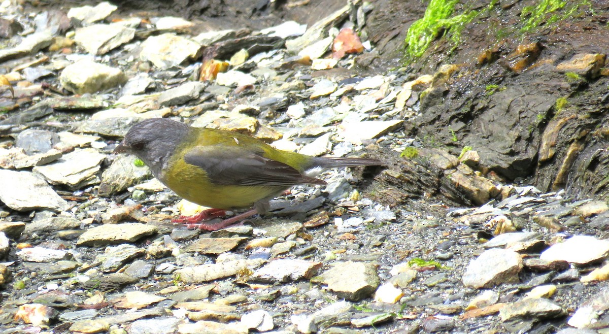 Patagonian Sierra Finch - ML647045394